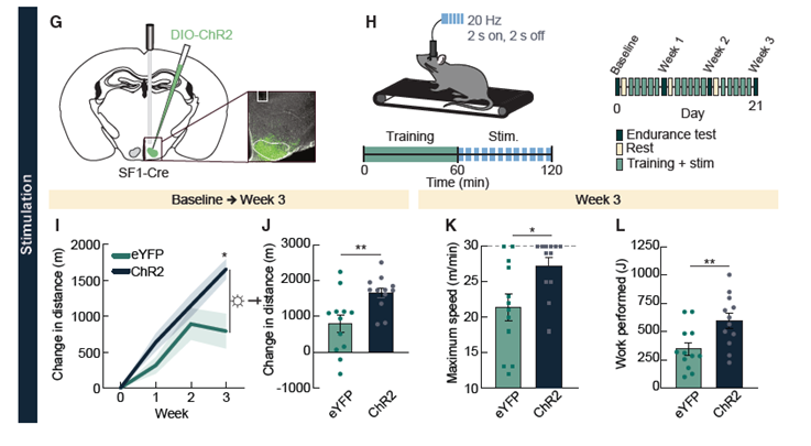 🧠 El “Entrenador Fantasma” en tu cerebro: Descubren cómo las neuronas dictan tu resistencia física