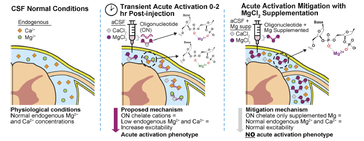 🧲 El “Imán Químico” en el Cerebro: Cómo hacer más seguras las nuevas terapias genéticas