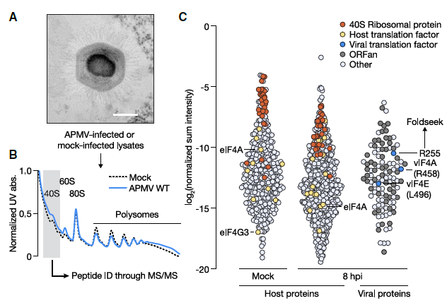 🧬 ¿Células o Virus? Los virus gigantes desafían las reglas de la vida con su propia “fábrica” de proteínas
