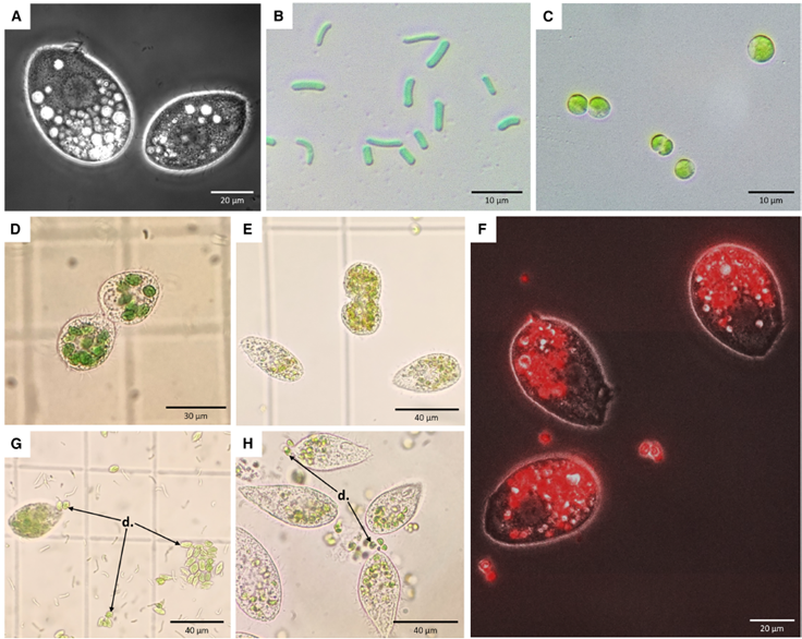 💨☀️ ¿Comer o respirar? El secreto oculto detrás del origen de las plantas