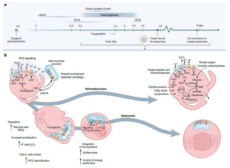 🧬🌬️ ¿Nuestros ancestros ya “respiraban”? El hallazgo en las arqueas Asgard que cambia el origen de la vida