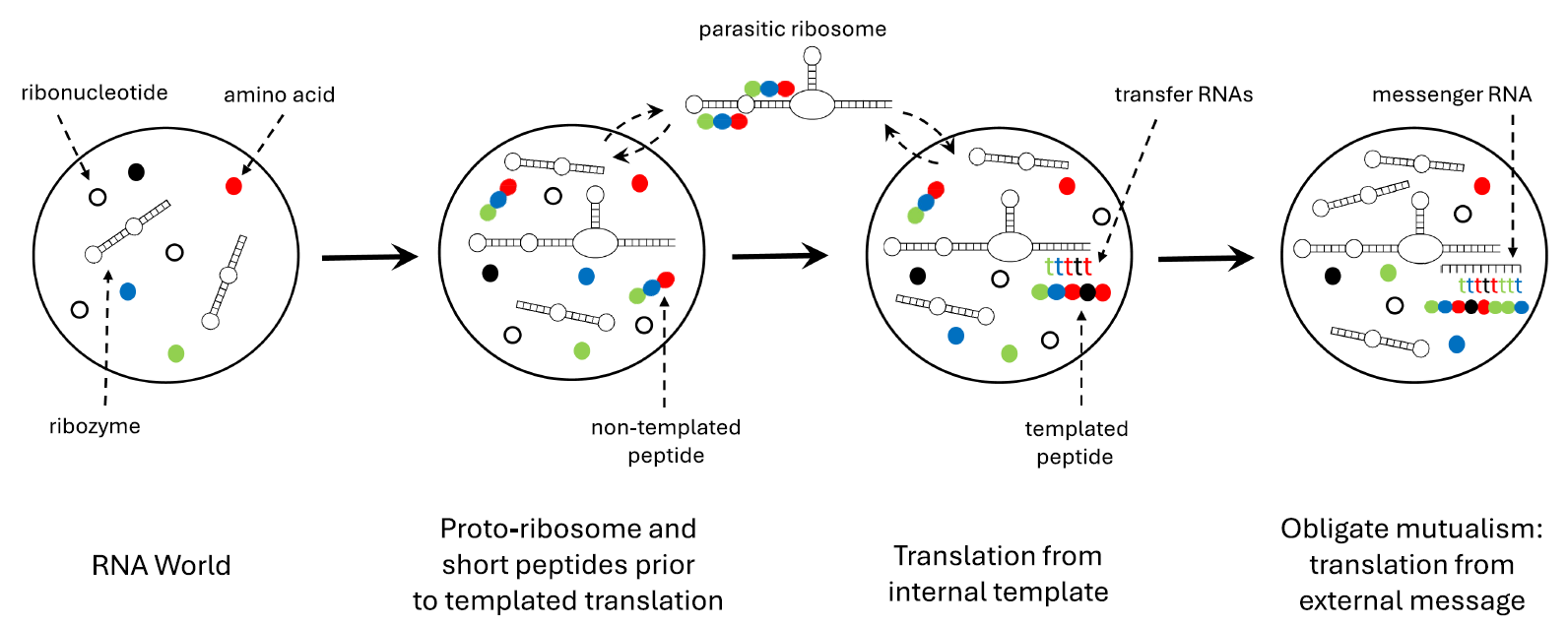 De invasor a aliado: ¿Comenzó la fábrica de proteínas de nuestras células como un parásito?