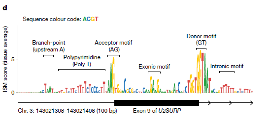 🧬 AlphaGenome: La Inteligencia Artificial que descifra el “Manual de Instrucciones” oculto de nuestro ADN