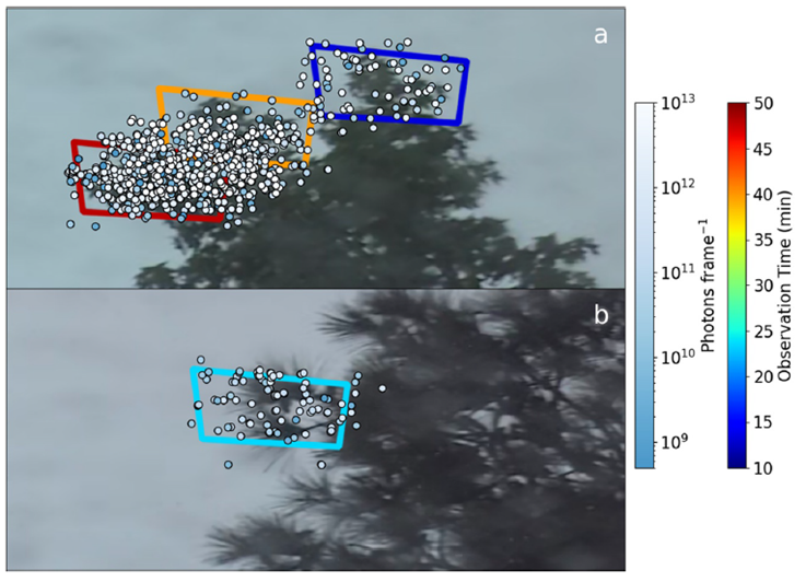 ⚡ El bosque resplandeciente: el misterioso brillo ultravioleta de los árboles en las tormentas