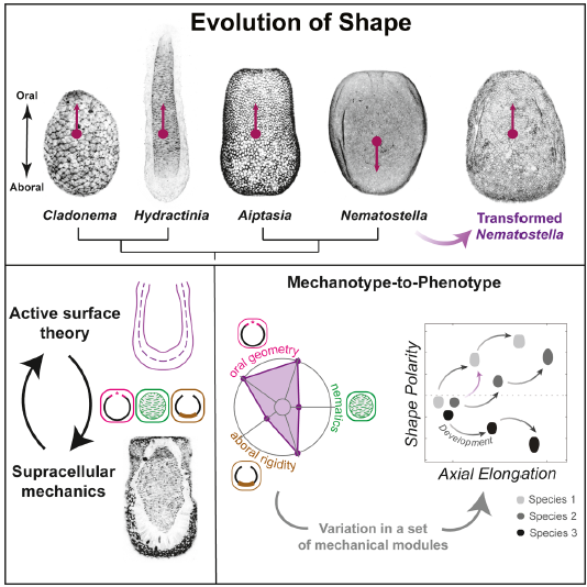 🧬 La física de la evolución: cómo las fuerzas mecánicas esculpen la diversidad de la vida