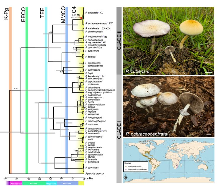 🍄 El verdadero origen de la magia: descubren en áfrica al “hermano perdido” del hongo Psilocybe cubensis