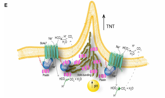 🧬 Cortando los puentes de la enfermedad: el descubrimiento que podría frenar el avance del Huntington