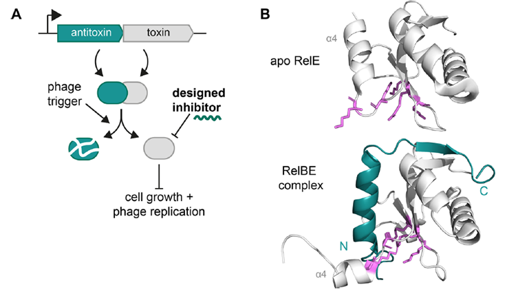 🦠 Hackeando la defensa bacteriana: péptidos de diseño para potenciar la terapia con fagos