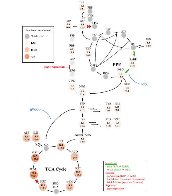 🦠 Bacterias “híbridas”: cómo reprogramar a E. coli para comer azúcar y respirar CO2 al mismo tiempo