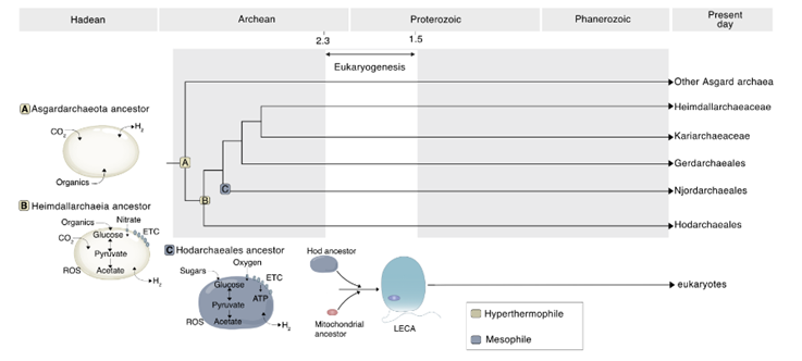 🦠 El eslabón perdido de la vida compleja: cómo las Arqueas ‘Asgard’ reescriben nuestro origen