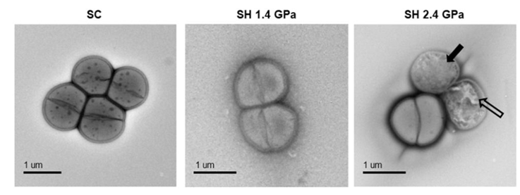 🚀 Viajeros interplanetarios: ¿cómo podría una bacteria sobrevivir a un impacto de un asteroide en Marte?