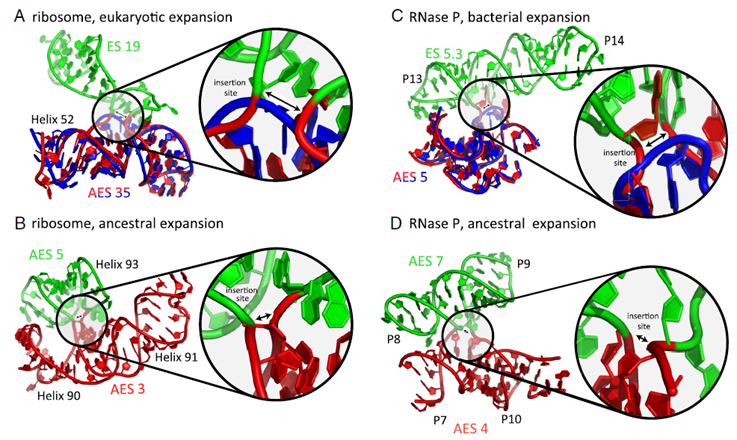 🕰️ Arqueología Molecular: El Baile Ancestral entre la RNasa P y el Ribosoma