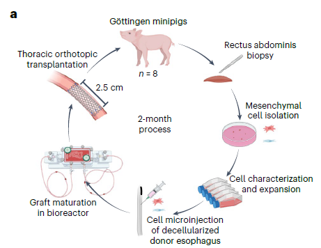 🧬 Ingeniería de órganos al rescate: el primer esófago creado en laboratorio que crece y late