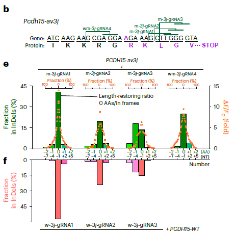 🧬 El “autocorrector” genético definitivo: cómo la plataforma ‘TIGER’ repara el ADN sin usar plantillas