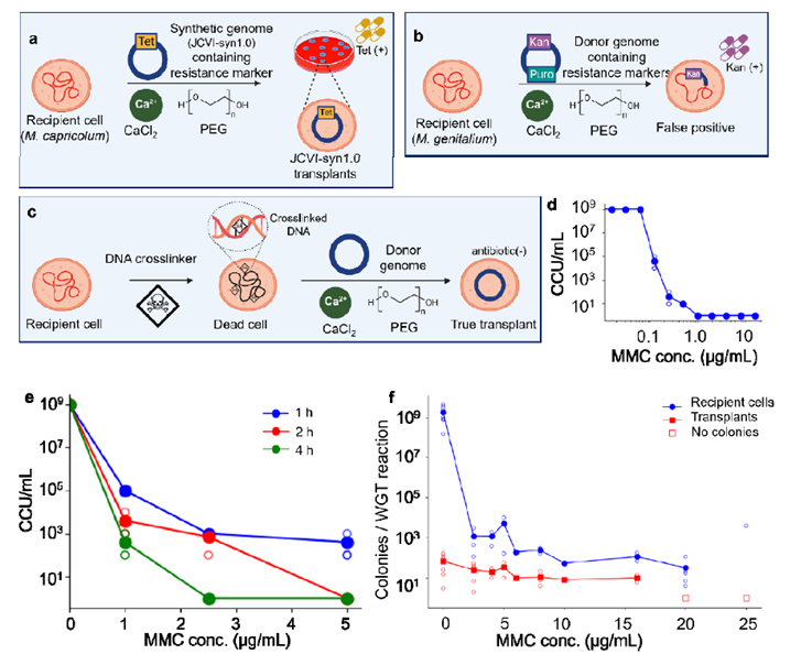 🧟‍♂️  El despertar de los microbios zombi: cómo la ciencia está reviviendo células muertas con genomas sintéticos