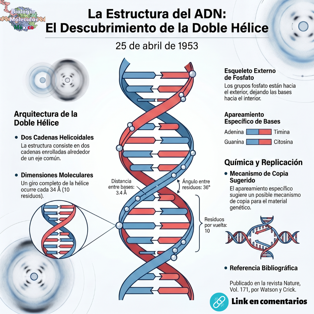 Día del ADN: El secreto de la doble hélice y la crucial “Fotografía 51” de Rosalind Franklin