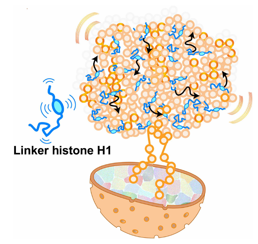 El secreto del ADN: La proteína H1 actúa como un “pegamento líquido” para organizar nuestro genoma