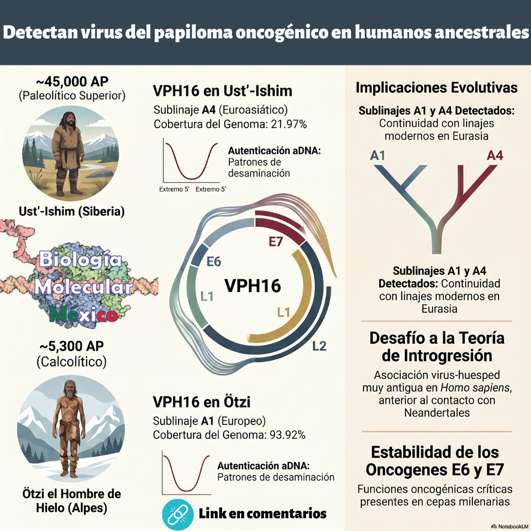 El virus del papiloma humano ya infectaba a nuestros ancestros hace 45.000 años y reescribe nuestra historia evolutiva