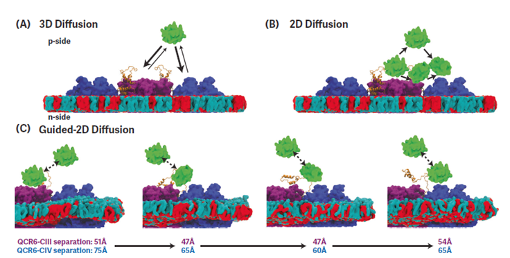El Hilo de Ariana de la Respiración Celular: El Rol de QCR6 en el Transporte de Electrones