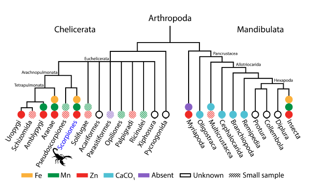 Depredadores de “Metal Pesado”: Diversidad Elemental en las Armas de los Escorpiones
