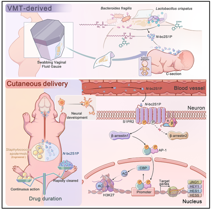Transferencia de Microbiota Vaginal: Un Puente Metabólico entre la Piel y el Cerebro Neonatal