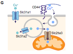 🔋🧬 El poder del cobre: el combustible secreto de las células inmunitarias y la nueva frontera contra las enfermedades autoinmunes