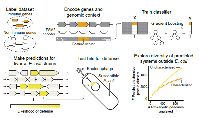 🛡️🧬 La IA se convierte en el nuevo escudo bacteriano: descubriendo las armas secretas del mundo microbiano