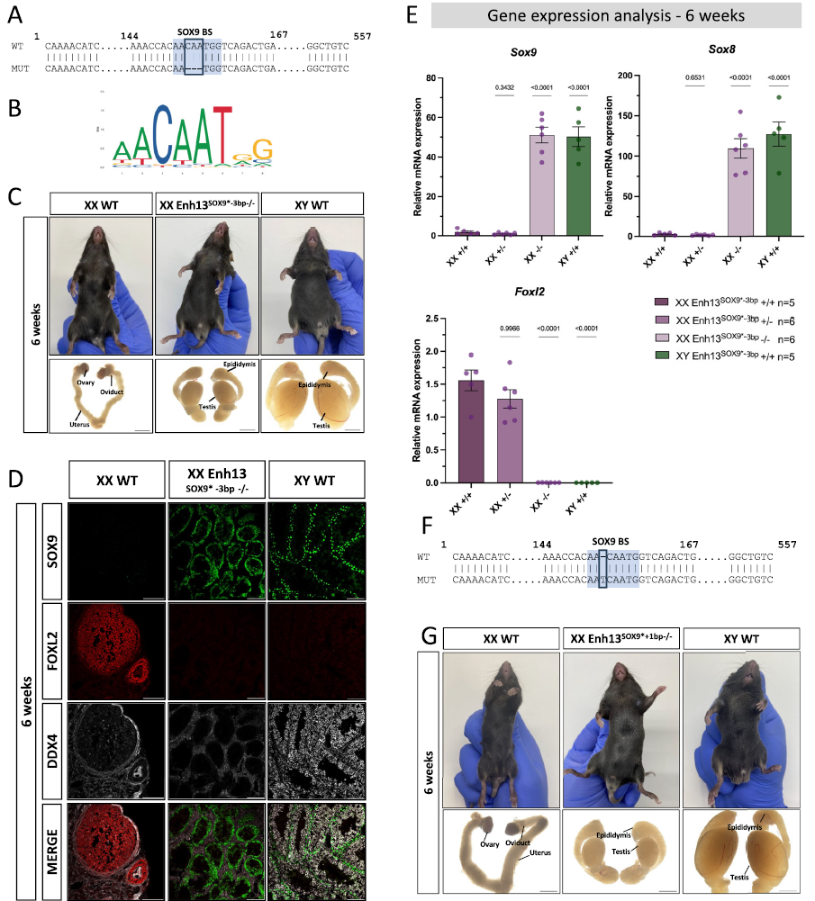 El asombroso poder de una sola “letra” de ADN: Cómo una mutación mínima puede cambiar el sexo biológico
