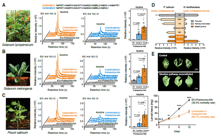 🚬🌿 El “Santo Grial” de la bioquímica vegetal: descifrada la ruta completa de la nicotina