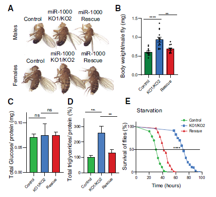 🧠🦟 El cerebro al mando: cómo un micro-rna controla las reservas de grasa desde las neuronas