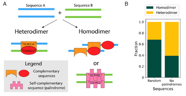 🧬🪞 El código de los espejos: cómo el ARN reconoce a sus “iguales” para formar clústeres celulares