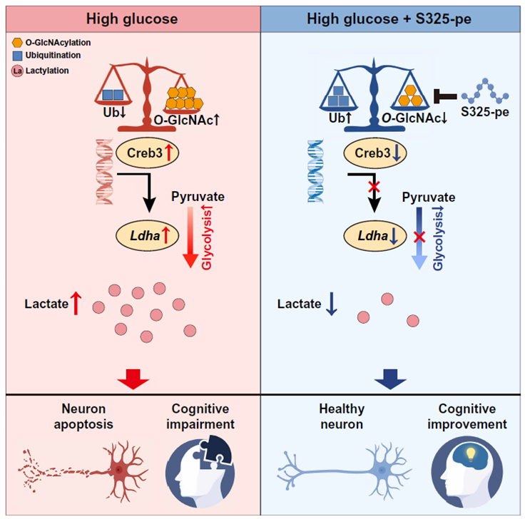 🧠🍭 El lado oscuro del azúcar: cómo el exceso de glucosa intoxica y mata a las neuronas