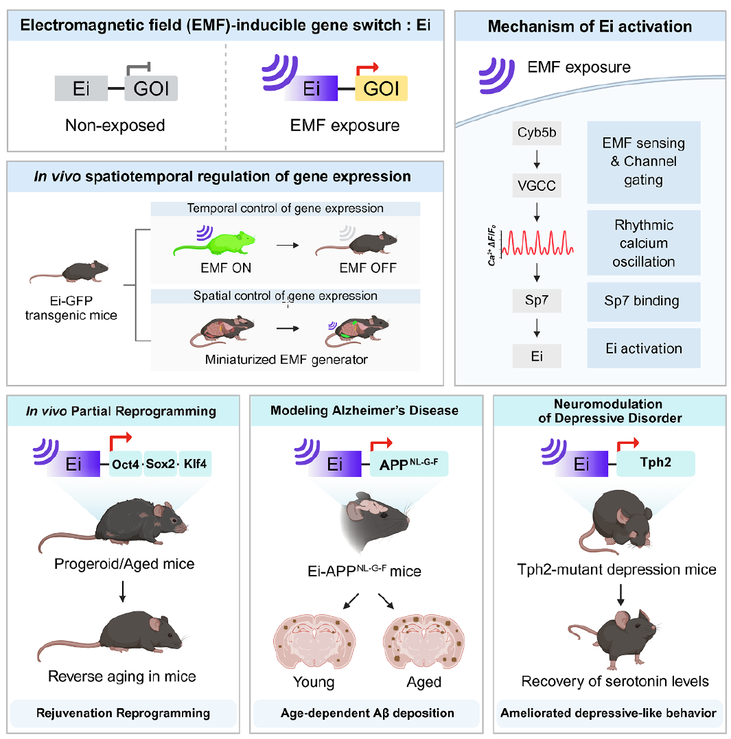 Control remoto para tu ADN: El nuevo interruptor genético activado por campos electromagnéticos