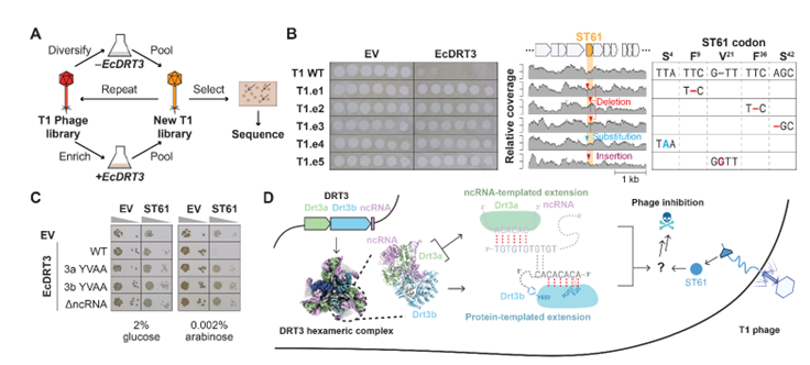 🧬🤯 Hay que añadir un nuevo capítulo a la biología molecular: descubren una proteína que fabrica ADN sin necesidad de un molde genético