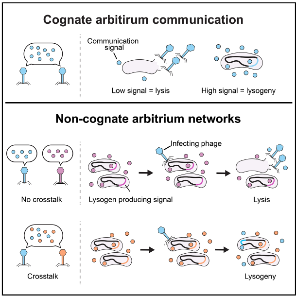 🦠 El “idioma” secreto de los virus: descubren que los fagos se comunican entre diferentes especies para decidir su destino