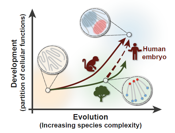 🧬🌳 El mapa 3D de la vida: descubren cómo plantas y animales evolucionaron diferentes arquitecturas genómicas