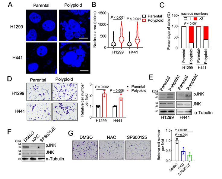 🧬🦠 ¡Superpoderes celulares! Cómo el exceso de ADN convierte a las células en “cazadoras” móviles
