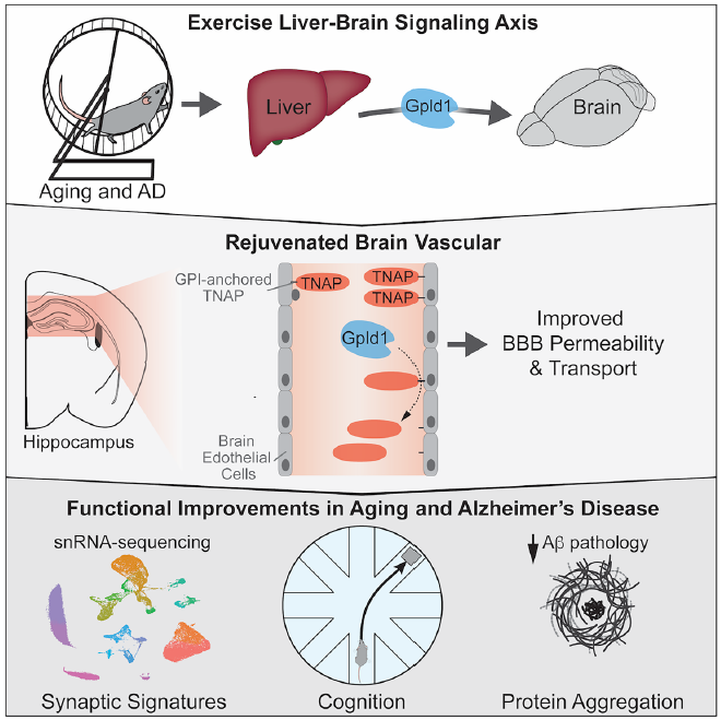 🏃‍♂️🧠 La pastilla del ejercicio: cómo una proteína del hígado revierte el Alzheimer y el envejecimiento cerebral