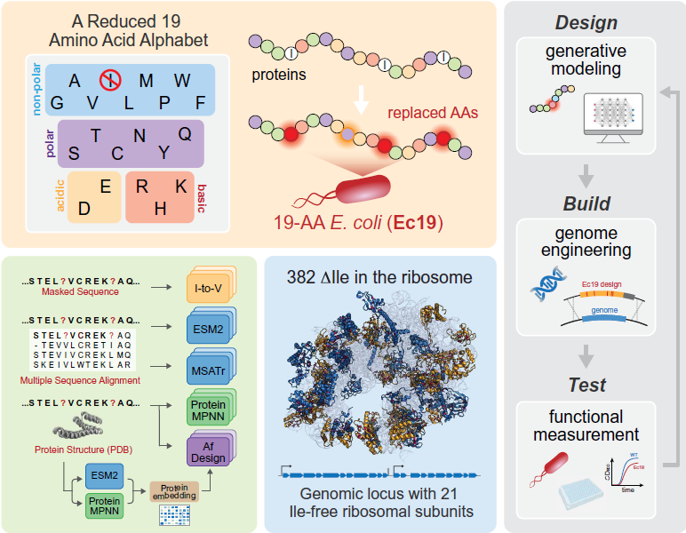 Reescribiendo las reglas de la vida: Crean una célula con un alfabeto de solo 19 aminoácidos gracias a la Inteligencia Artificial