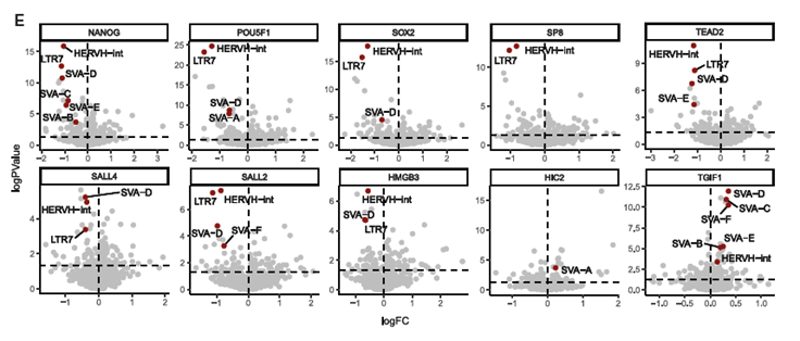 🧬Red de Regulación Génica: El Corazón de la Pluripotencia Humana