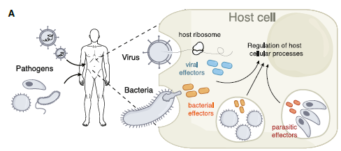 🧬 Hackers Biológicos: La Biblioteca Global de Virus y Bacterias que “Secuestran” nuestras Células