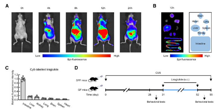 🔬Un medicamento para la diabetes podría ayudar a combatir la depresión gracias a las bacterias intestinales