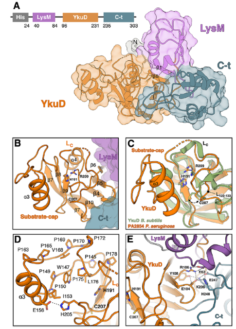 El Secreto del Anclaje Celular en Pseudomonas aeruginosa 🧬