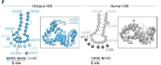🐙 El “Hack” Ribosomal del Pulpo: Una Fractura Genial para un Cerebro Superior