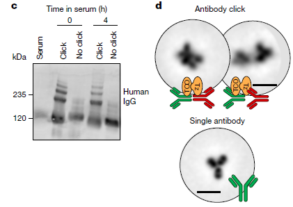 💥 ¡Una Trampa Molecular Increíble para Vencer la Resistencia del Cáncer! 🧪✨