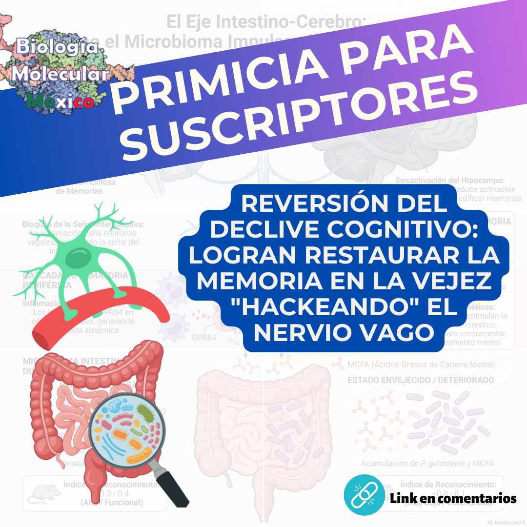 El eje intestino-cerebro al descubierto: Descubren cómo un microbio intestinal apaga nuestra memoria al envejecer