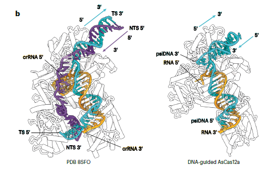 🧪 ¡El Engaño Molecular Perfecto! Cómo Cas12a usa “Pseudo-ADN” para Cazar ARN con Precisión Quirúrgica