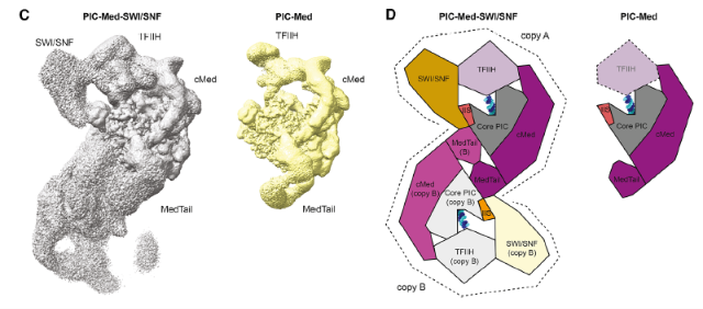 ¡El Gigante de 7 Megadaltones que Reescribe la Transcripción! 🧬🔥