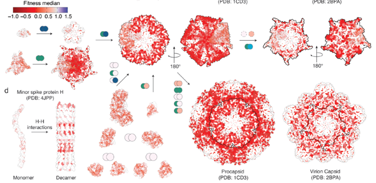 🧬El mapa mutacional completo del bacteriófago  revela los límites de los modelos de IA en biología 🧬